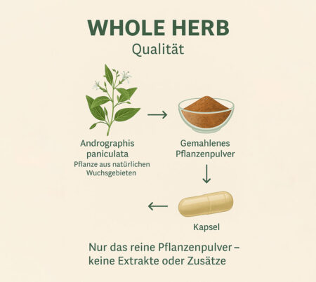 Andrographis paniculata – Nur das reine Pflanzenpulver kommt in die Kapseln