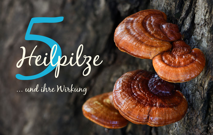 Blog Bunner mit Heilpilz Reishi